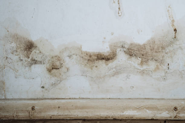 Professional Mold Inspection, Removal & Remediation in Hinesville, GA